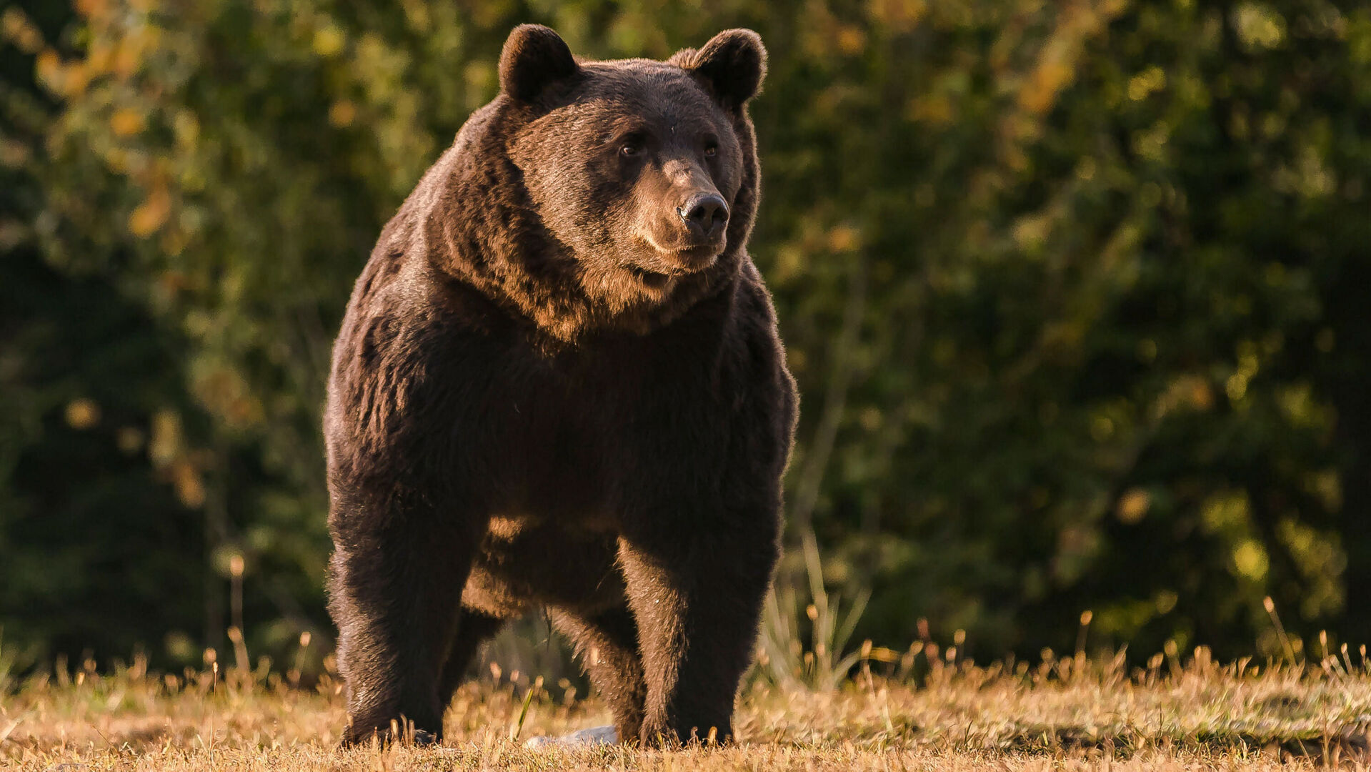 A Liechtenstein prince is accused of killing one of Europe's biggest bears